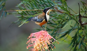 An eastern spinebill on a grevillea flower. Photo © Andrew Turbill