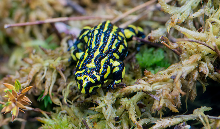 Southern corroboree frog (Pseudophryne corroboree), Kosciuszko National Park. Photo: John Spencer