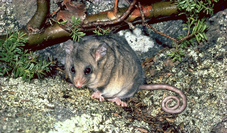 Mountain pygmy-possum taking shelter under a branch on a mossy rock, Kosciuszko National Park. Photo: Linda Broome &copy;DPIE