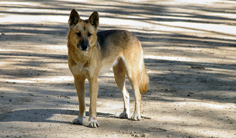 Wild dog control program. Photo: Emmy Etie