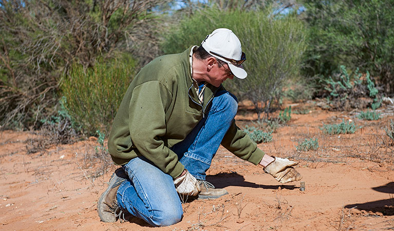 Field officer setting up a dog trap. Photo: Stuart Cohen