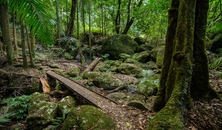 Border Ranges National Park. Photo: John Spencer/OEH