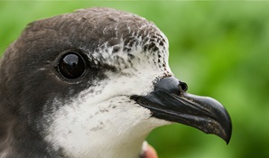 Close up profile view of a threatened Gould's petrel adult bird. Photo: David Gallan © David Gallan