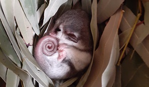 An eastern pygmy-possum curled up asleep in a nest of eucalypt leaves. Photo: Sue Brookhouse © Sue Brookhouse
