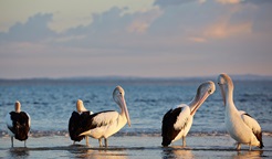 Five pelicans stand at the beach shore in Bundjalung National Park as the sun rises. Photo: Nick Cubbin © DPE