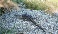 An adult Guthega skink walks along a granite rock, with alpine grass in the background. Photo credit: Mel Schroder © DPE