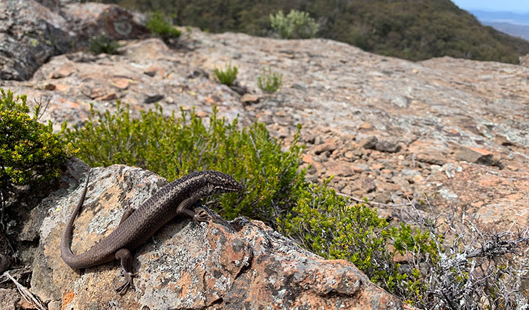 A Mount Kaputar skink suns itself on rocks in Mount Kaputar National Park. Photo: Jodi Rowley &copy; Jodi Rowley