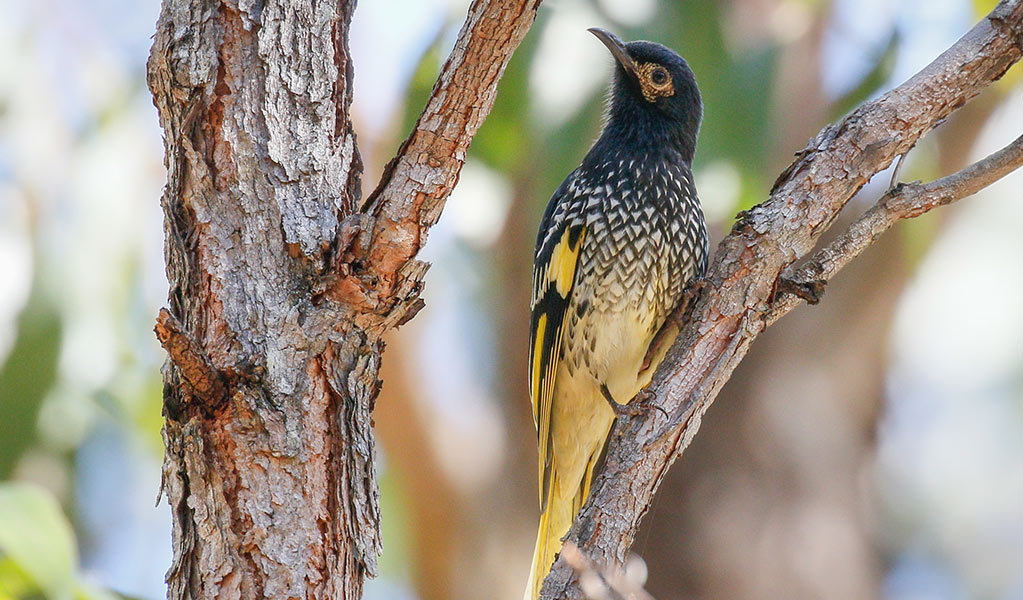 Close up of a regent honeyeater bird perched on a tree branch. Photo: Mick Roderick &copy; Mick Roderick