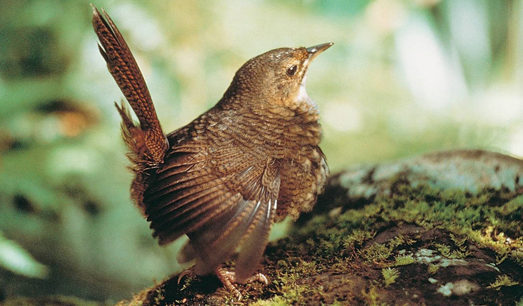 Profile view of a rufous scrub-bird (Atrichornis rufescens) standing on a mossy rock. Glen Trelfo &copy; Glen Trelfo