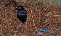 A male satin bowerbird with black plumage and blue eyes stands in a bower made of brown twigs. Photo: Peter Sherratt © Peter Sherratt