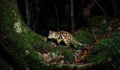 A spotted-tailed quoll walks across a moss-covered forest floor at night. Photo: Lachlan Hall © Lachlan Hall