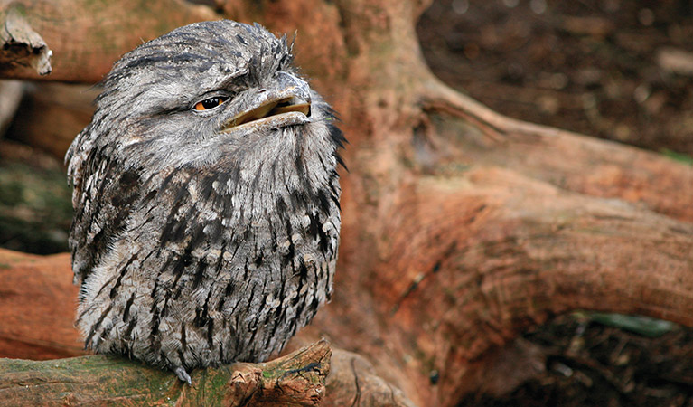 Tawny frogmouth. Photo: Rosie Nicolai