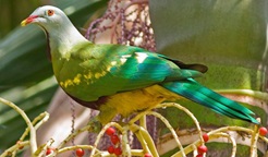 Profile view of a wompoo fruit-dove on a tree branch with red berries. Photo: John Turbill © John Turbill
