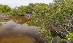 Grey mangrove, Towra Point Nature Reserve. Photo: John Spencer