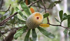 Old man banksia, Moreton National Park. Photo: John Yurasek