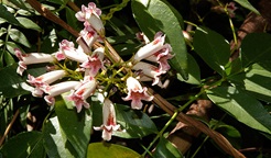 Wonga Wonga vine. Photo: Barry Collier
