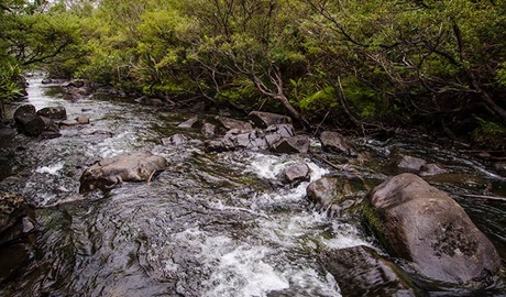 Gloucester River track, Barrington Tops National Park. Photo: John Spencer