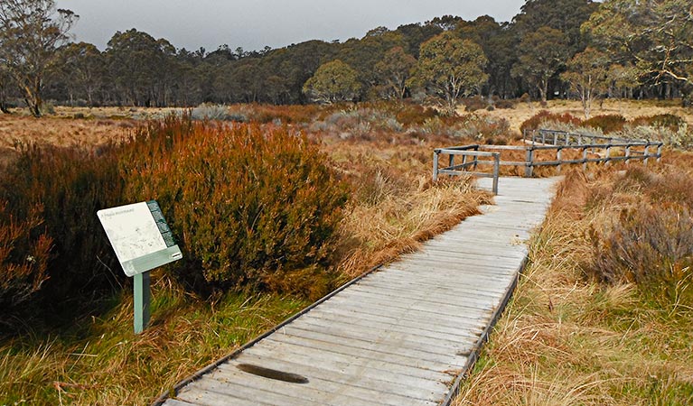 Polblue Swamp Track, Barrington Tops National Park. Photo &copy; Peter Beard