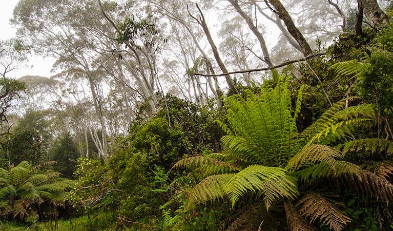 The Corker trail, Barrington Tops National Park. Photo: John Spencer &copy; OEH