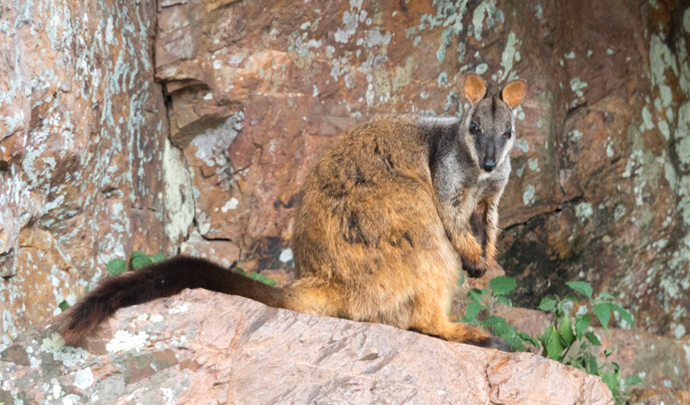 Endangered brush-tailed rock-wallabies can be found in Boonoo Boonoo National Park near Tenterfield. Photo: Leah Pippos, © DCCEEW
