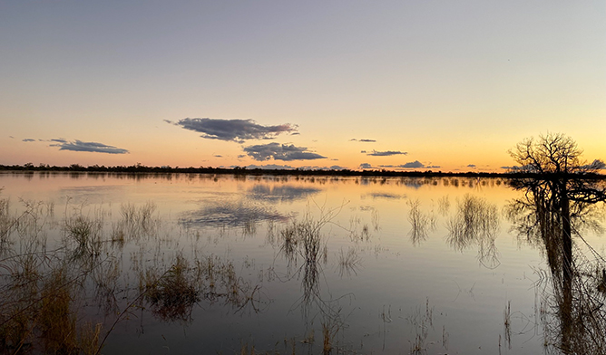 Nationally important Yantabulla wetlands in Brindingabba National Park, 175km from Bourke, are a refuge for thousands of waterbirds and shorebirds. Photo: Robert Smith, © DCCEEW
