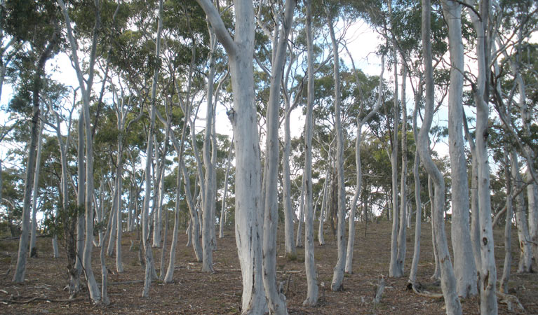 Green Track, Bungonia National Park. Photo &copy; Audrey Kutzner