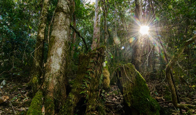 Basin loop walking track, Copeland Tops State Conservation Area. Photo: John Spencer &copy; OEH