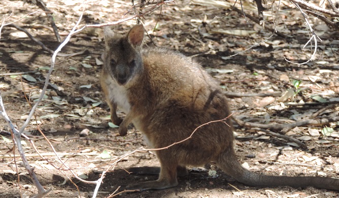 Parma Wallaby, Cottam-Bimbang National Park. Photo: Phil Spark