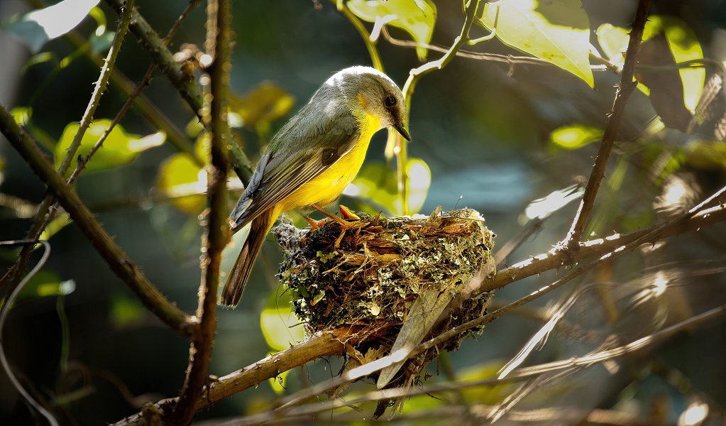 The eastern yellow robin at its nest, with dappled sunlight highlighting its yellow body and grey and yellow wings. Credit: Andrew Turbill © the photographer