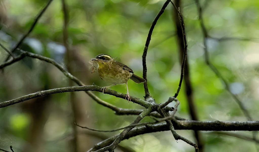Yellow-throated scrubwren nest building, Dorrigo National Park. Photo: Andrew Turbill/DCCEEW &copy; Andrew Turbill
