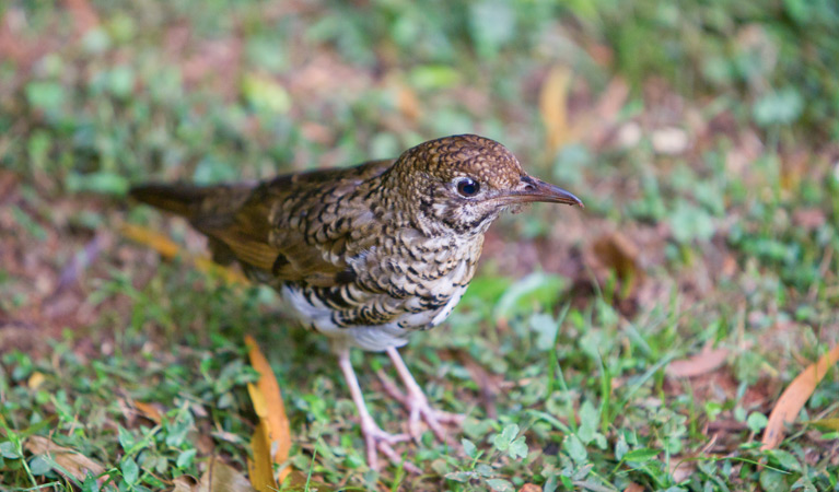 Walk with the Birds boardwalk, Dorrigo National Park. Photo: Rob Cleary