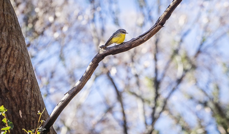 Eastern yellow robin perched on a tree branch, Horton Falls National Park. Photo: Simone Cottrell © DPE