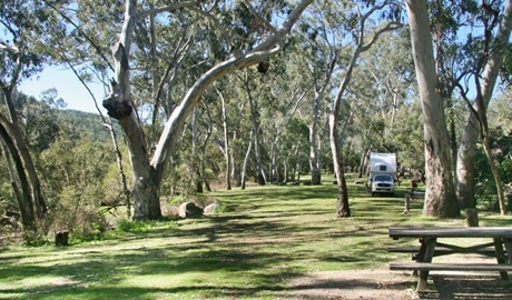 Lemon Tree campground, Kwiambal National Park. Photo: Patricia Wilkinson