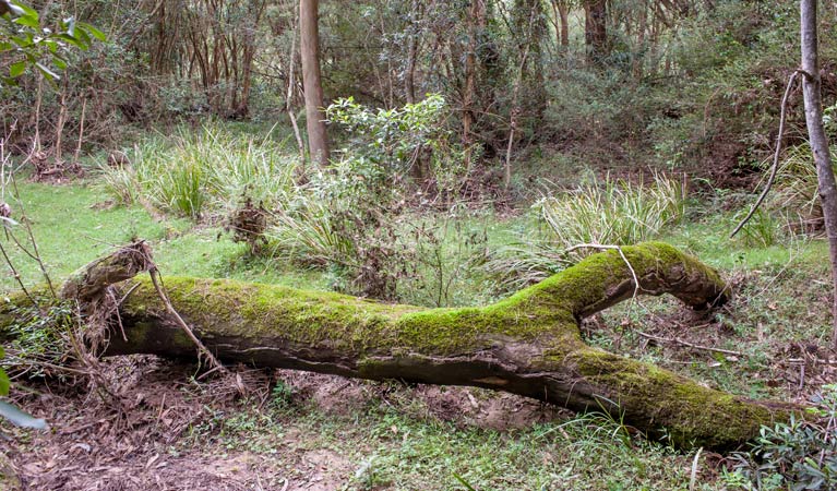 Blue Gum Flat campground, Morton National Park. Photo: Michael van Ewijk/NSW Government
