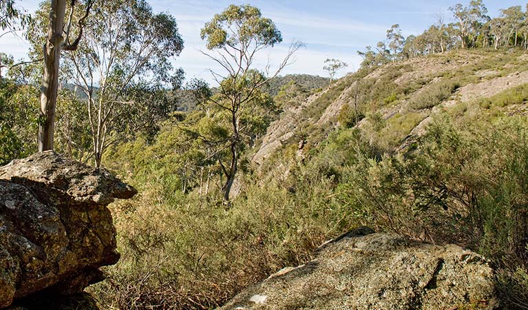 Summits walking track, Mount Canobolas State Conservation Area. Photo: Boris Hlavica &copy; OEH