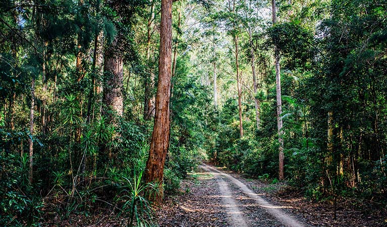Muurlay Baamgala cycle trails set in eucalypt forest at Bongil Bongil National Park, near Coffs Harbour. Photo credit: Jay Black © DPIE