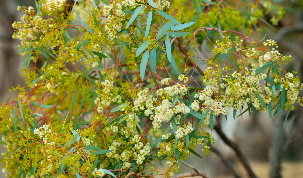 Wattle flowering in Murrumbidgee Valley Regional Park. Credit: Gavin Hansford © DPE