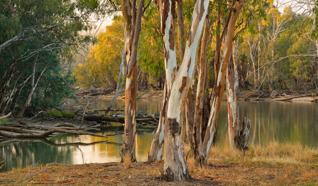 River red gum trees in Murrumbidgee Valley Regional Park. Credit: Gavin Hansford © DPE