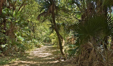 Mungo Rainforest walk, Myall Lakes National Park. Photo: John Spencer &copy; OEH
