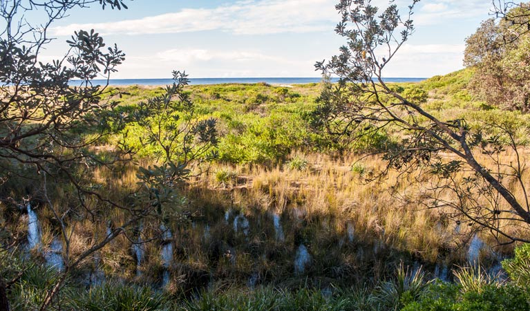 Burrawang track, Narrawallee National Park. Photo: Michael van Ewijk &copy; OEH