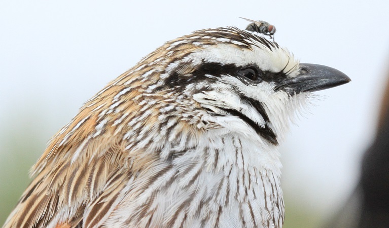 Grey grasswren. Photo: Jeff Hardy © DPIE