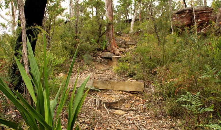 Mount Olive trail, Popran National Park. Photo: John Yurasek