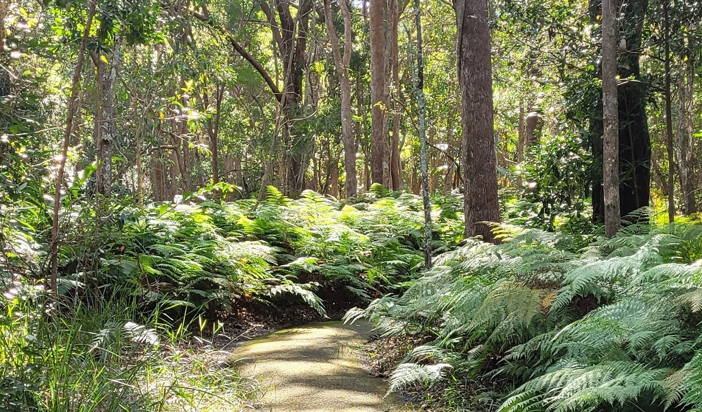 A path lined by ferns and trees, Walk on Water walking track, Tweed Heads Historic Site. Photo: Clare Manning © DPE
