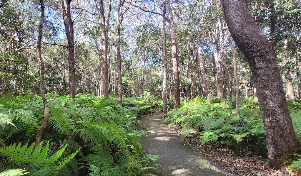 A sunny path lined by trees and ferns, Walk on Water walking track, Tweed Heads Historic Site. Photo: Clare Manning © DPE