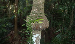 Bangalow palm, Victoria Park Nature Reserve. Artist: NSW Government.
