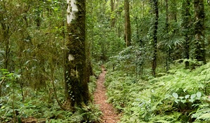 A path through trees along Coachwood walking track in Washpool National Park. Photo: Leah Pippos © DPIE