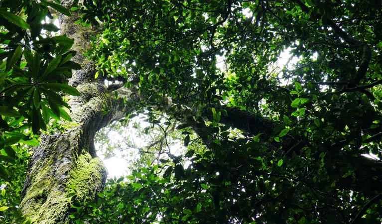 Canopy, Wollumbin National Park. Photo &copy; Damien Hofmeyer