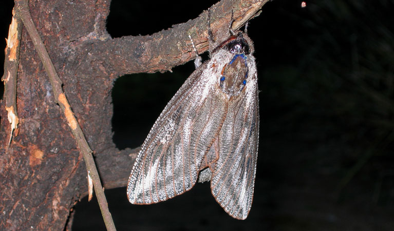 Bangadilly National Park. Photo: Phil Craven