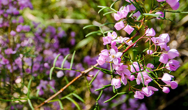 Flowers in bloom, Barren Grounds Nature Reserve. Photo: John Spencer