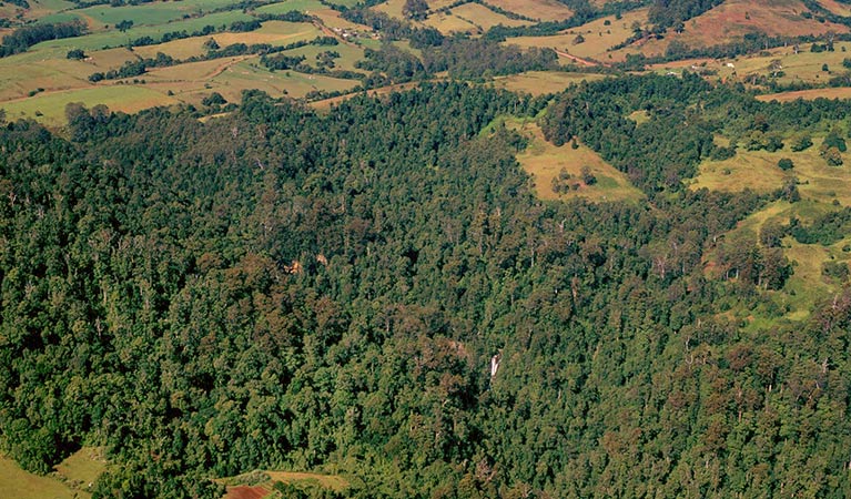 Comboyne Plateau, Boorganna Nature Reserve. Photo: Karl Bayer